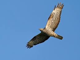 Attēlu rezultāti vaicājumam “Pernis apivorus”