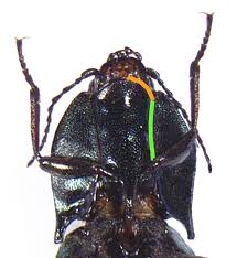 Attēlu rezultāti vaicājumam “Selatosomus aeneus”