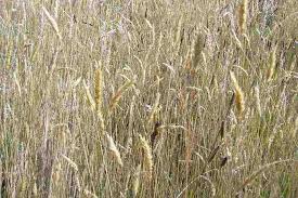 Attēlu rezultāti vaicājumam “Anthoxanthum odoratum fruit”