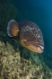Image result for Epinephelus marginatus