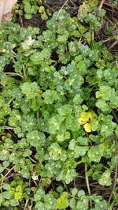 Attēlu rezultāti vaicājumam “Ranunculus polyanthemos”