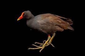 Attēlu rezultāti vaicājumam “Gallinula chloropus”