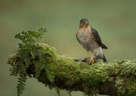 Attēlu rezultāti vaicājumam “Accipiter nisus male”