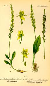 Attēlu rezultāti vaicājumam “Malaxis monophyllos flower”