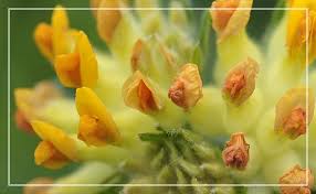 Attēlu rezultāti vaicājumam “Anthyllis arenaria flower”