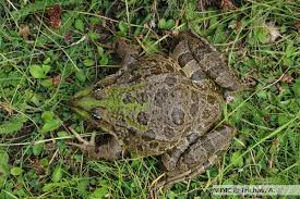 Attēlu rezultāti vaicājumam “Pelophylax adult”