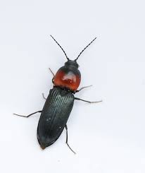 Attēlu rezultāti vaicājumam “Cardiophorus ruficollis”