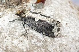 Attēlu rezultāti vaicājumam “Scardia boletella pupa”