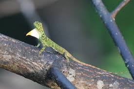 Image result for BARNET and WHETSTONE CHANGQUAN FLYING DRAGON