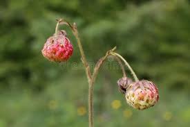 Attēlu rezultāti vaicājumam “Fragaria viridis flower”