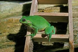 Attēlu rezultāti vaicājumam “Hyla arborea adult”