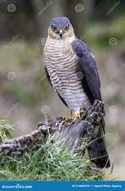 Attēlu rezultāti vaicājumam “Accipiter nisus male”