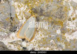 Attēlu rezultāti vaicājumam “Cybosia mesomella”