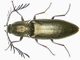 Attēlu rezultāti vaicājumam “Ctenicera pectinicornis female”