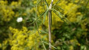 Attēlu rezultāti vaicājumam “Galium verum leaf”