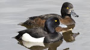 Image result for Aythya fuligula