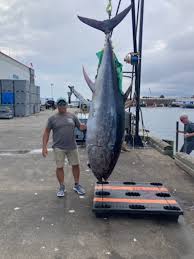 Image result for giant tuna