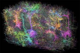 Image result for map of the brain