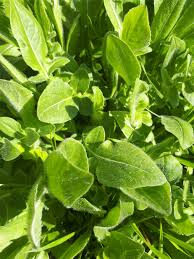 Image result for Knautia arvensis