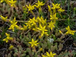 Attēlu rezultāti vaicājumam “Sedum acre leaf”