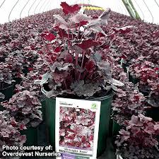 Image result for Heuchera `Midnight Rose`