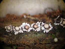 Attēlu rezultāti vaicājumam “Diderma radiatum”