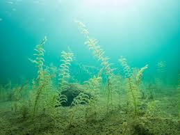 Attēlu rezultāti vaicājumam “Potamogeton perfoliatus leaf”