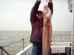 Image result for Bristol Channel Sea Fishing