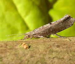 Attēlu rezultāti vaicājumam “Ypsolophidae”