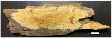 Attēlu rezultāti vaicājumam “Sidera lenis”