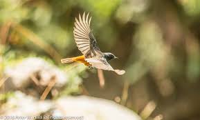 Attēlu rezultāti vaicājumam “Phoenicurus ochruros”