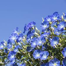 Image result for Ipomoea Heavenly Blue