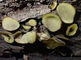 Attēlu rezultāti vaicājumam “Chlorencoelia versiformis”