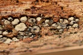 Attēlu rezultāti vaicājumam “Lasiosphaeria ovina spores”