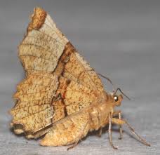 Attēlu rezultāti vaicājumam “Selenia dentaria imago”