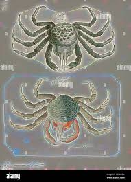 Image result for Hyas araneus