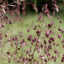 Attēlu rezultāti vaicājumam “Briza media flower”