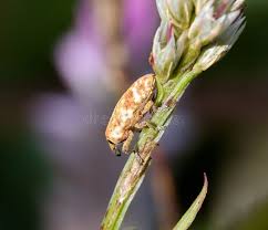 Attēlu rezultāti vaicājumam “Larinus sp.”