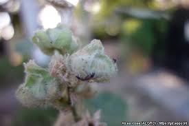 Attēlu rezultāti vaicājumam “Alcea rosea bud”