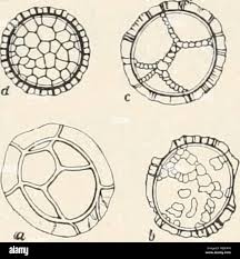 Attēlu rezultāti vaicājumam “Arcyria affinis”