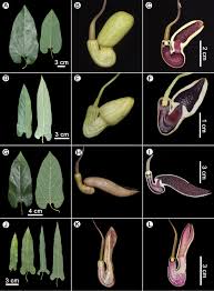 Attēlu rezultāti vaicājumam “Aristolochiaceae”