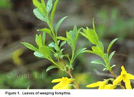 Attēlu rezultāti vaicājumam “Forsythia suspensa”