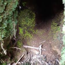 Attēlu rezultāti vaicājumam “Schistostega pennata”