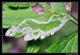 Attēlu rezultāti vaicājumam “Phytomyza ranunculi”