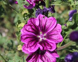 Image result for Malva sylvestris var. mauritiana