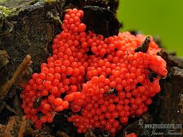 Attēlu rezultāti vaicājumam “Trichia decipiens”