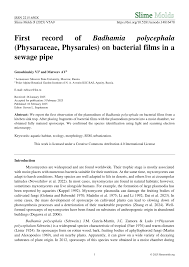 Attēlu rezultāti vaicājumam “Badhamia lilacina plasmodium”