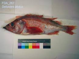 Image result for Sebastes