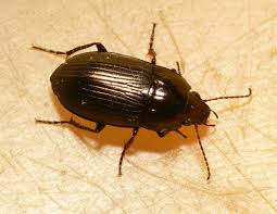 Attēlu rezultāti vaicājumam “Amara sp.”