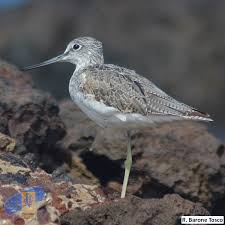 Attēlu rezultāti vaicājumam “Tringa nebularia”